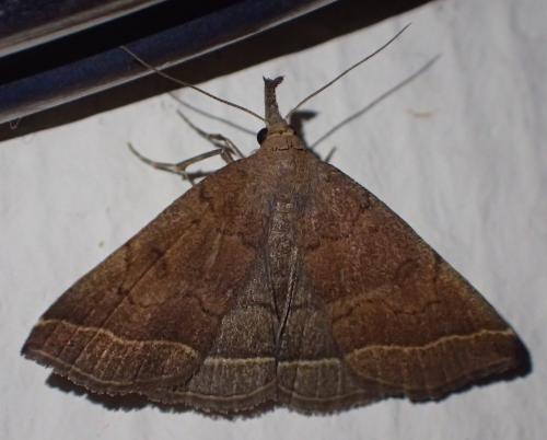 Pechipogo plumigeralis